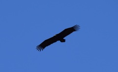 Aegypius monachus