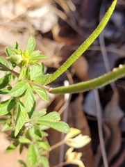 Cleome viscosa