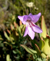 Gladiolus hirsutus