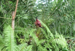 Gasteracantha versicolor