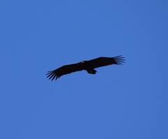 Aegypius monachus