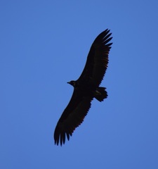Aegypius monachus