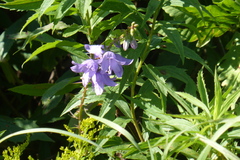 Campanula