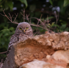 Athene noctua