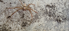 Argiope bruennichi