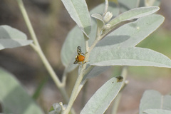 Zonosemata vittigera