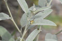 Zonosemata vittigera