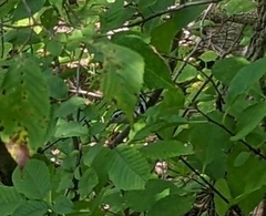 Mniotilta varia
