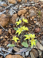 Caladenia flava