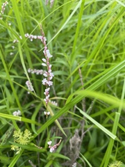 Persicaria hydropiperoides