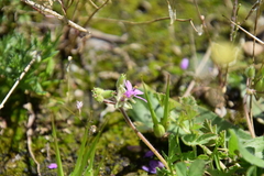 Erodium