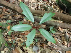 Daphniphyllum oldhami
