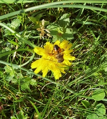 Eristalis tenax