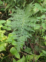Athyrium