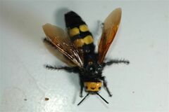 Megascolia maculata flavifrons