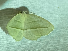 Campaea perlata