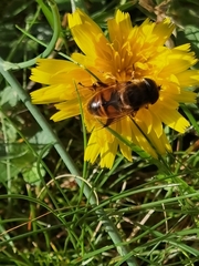 Eristalis tenax