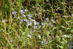 Symphyotrichum puniceum