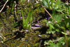Erodium