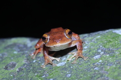 Rhacophorus margaritifer