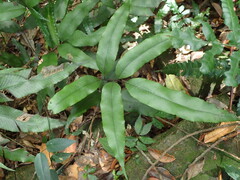 Diplazium donianum
