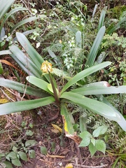 Clivia caulescens
