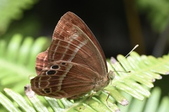 Abisara echerius