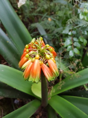 Clivia caulescens