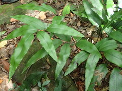 Diplazium donianum