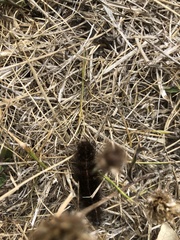 Spilosoma lubricipeda