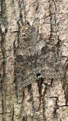 Catocala nupta