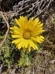 Berkheya barbata