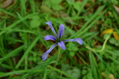 Iris anguifuga
