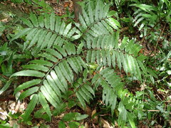 Angiopteris lygodiifolia