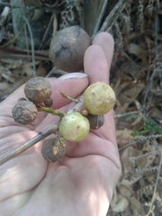 Andricus infectorius