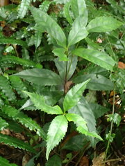 Sarcandra glabra