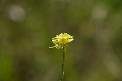 Brassiceae