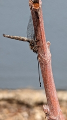 Ululodes macleayanus