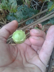 Andricus quercustozae