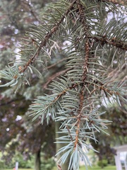 Picea glauca
