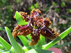 Ferraria crispa
