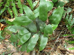 Diplazium donianum