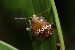 Asiophrida scaphoides