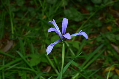 Iris anguifuga