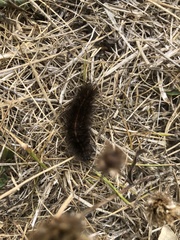 Spilosoma lubricipeda