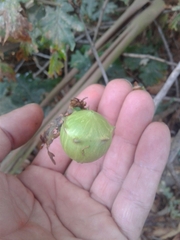 Andricus quercustozae