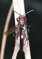 Polistes gigas