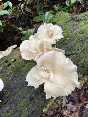 Pleurocybella porrigens