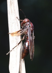 Polistes gigas