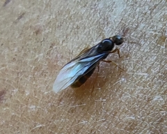 Lasius